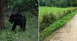 Des promeneurs échappent a une panthère après avoir été "traqués" par l'animal en pleine forêt