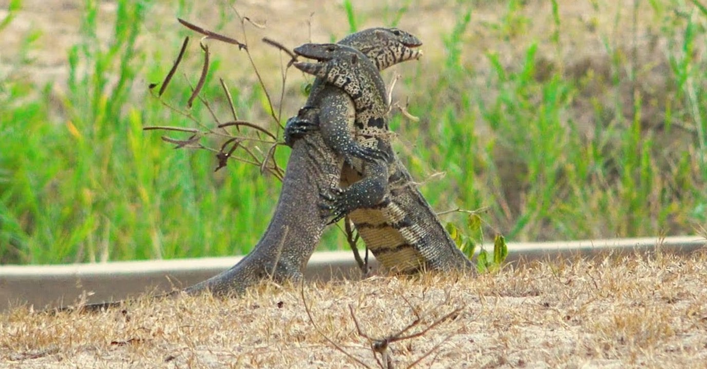 Quand deux varans se livrent un duel spectaculaire en Afrique du Sud