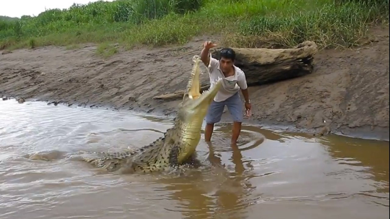 Costa Rica: Dieser Mann füttert ein Krokodil mit Hühnchen