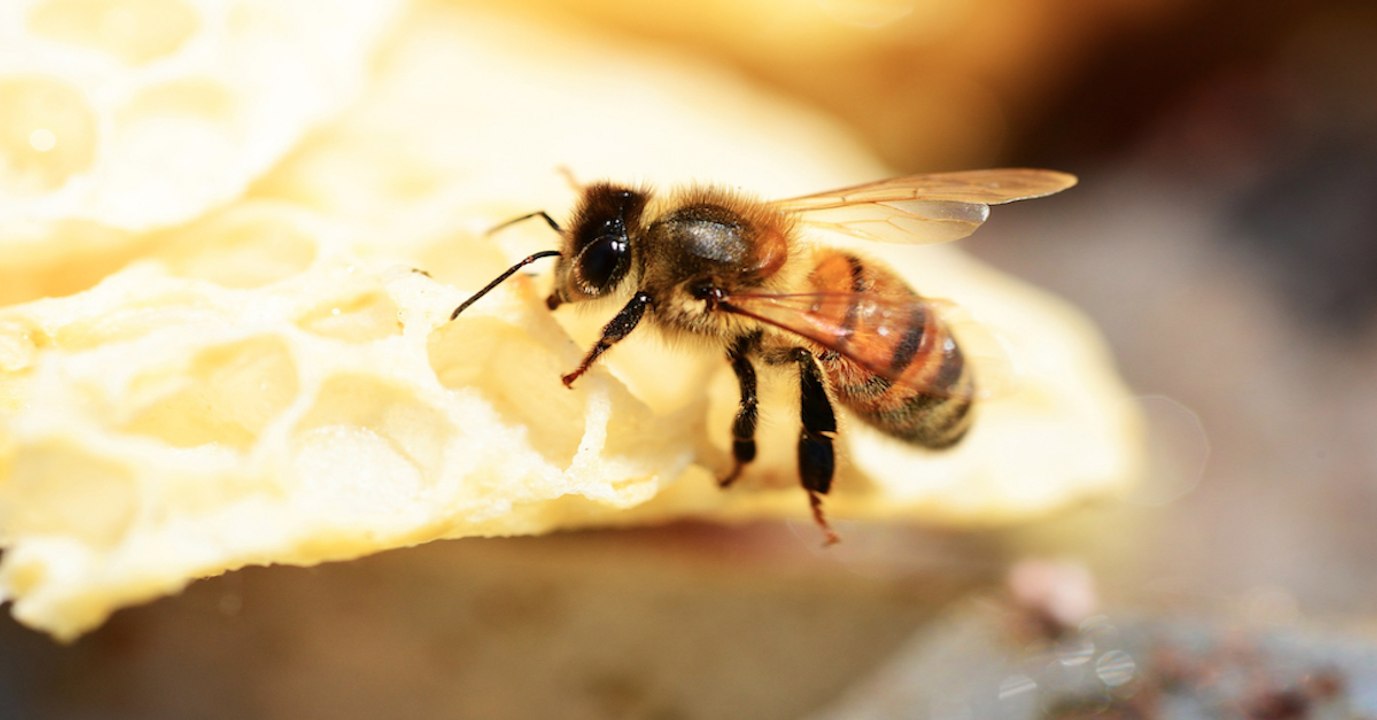 Néonicotinoïde : l'autorisation de deux pesticides au sulfoxaflor suscite l'inquiétude pour les abeilles