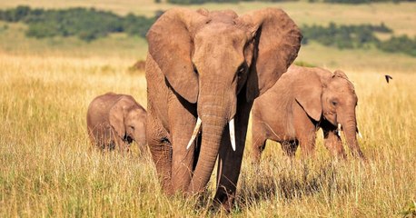 En Afrique, les éléphants se mettent à voyager la nuit pour échapper aux braconniers