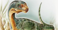 Le Chilesaurus, l'un des dinosaures 