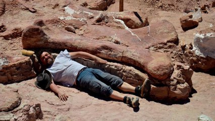Le « Patagotitan mayorum », aussi lourd que douze éléphants, est bien le plus gros dinosaure de l’Histoire