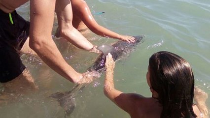 Un bébé dauphin meurt encerclé par des touristes en quête de photos en Espagne
