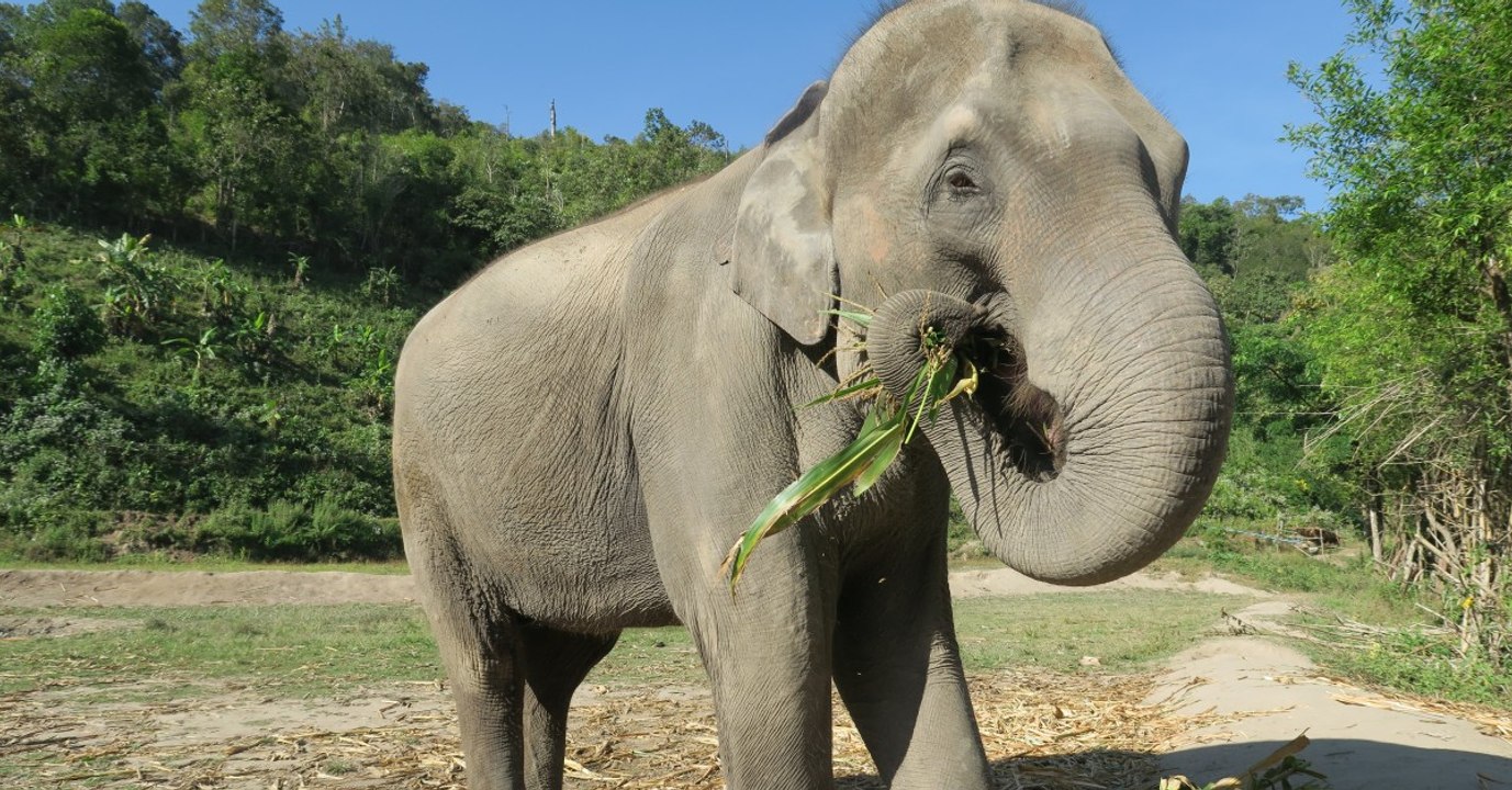 Elephant Haven, la maison de retraite pour éléphants va bien voir le jour dans le Limousin