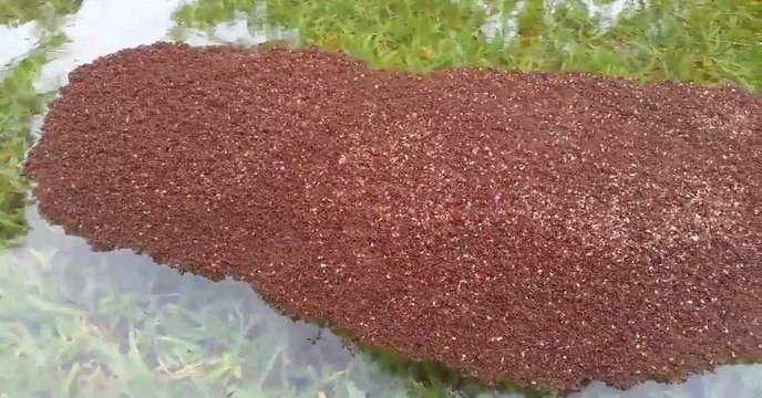 Tempête Harvey : l'étonnante stratégie de survie des fourmis de feu face aux inondations à Houston