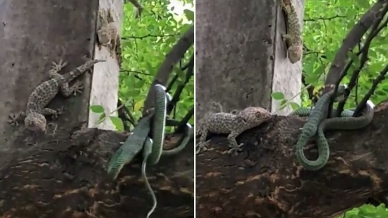 Un Thaïlandais filme un surprenant face-à-face entre deux geckos et un serpent