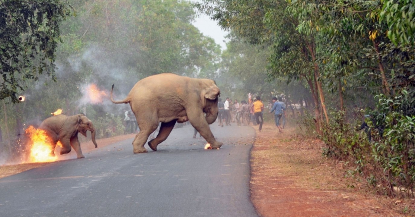 "Hell is here", cette photo tragique qui met en lumière les conflits entre éléphants et humains