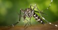 Moustique Tigre : piqûre, france, maladie, symptôme, photos, tout ce qu'il faut savoir sur l'insecte