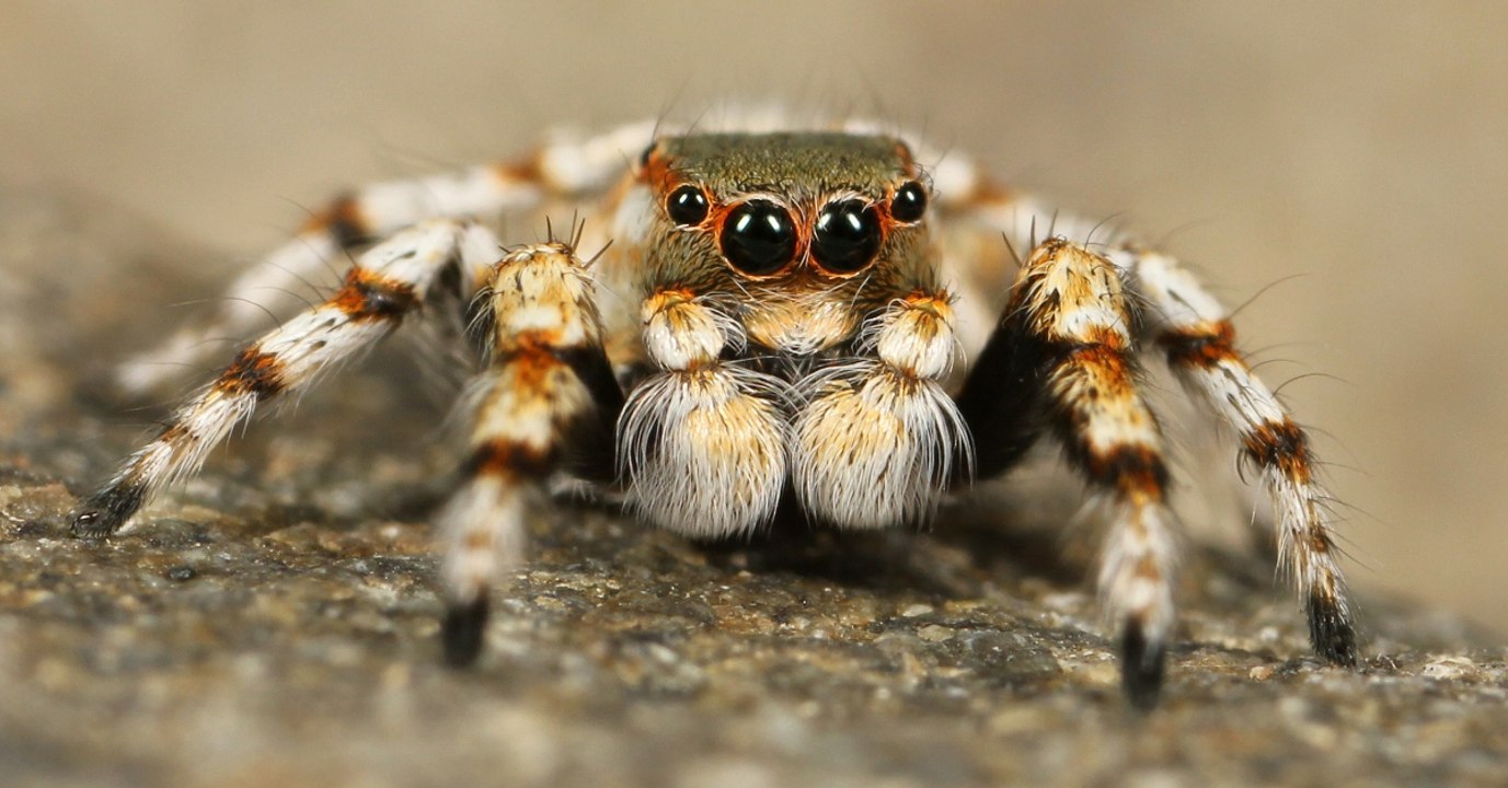 Ces fausses idées sur les araignées que vous devez arrêter de croire