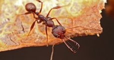 Ces fourmis sont dotées d'une arme impressionnante 700 fois plus rapide qu'un clin d'oeil
