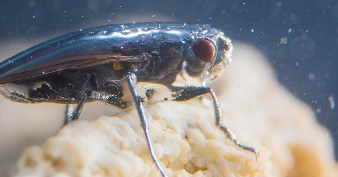 Des chercheurs ont percé le secret de cette mouche plongeuse qui survit dans un lac hostile