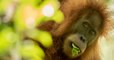 Une nouvelle espèce d’orang-outan découverte à Sumatra