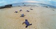 Sur cette île, plus de 99% des tortues vertes deviennent des femelles, faute au réchauffement climatique