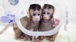 Zhong Zhong et Hua Hua, les deux premiers singes clonés avec une méthode inédite chez les primates