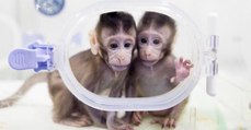 Zhong Zhong et Hua Hua, les deux premiers singes clonés avec une méthode inédite chez les primates