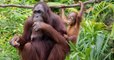 Bornéo : plus de 100.000 orangs-outans sont morts en 16 ans, d'après une nouvelle étude
