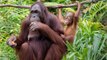 Bornéo : plus de 100.000 orangs-outans sont morts en 16 ans, d'après une nouvelle étude