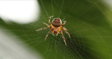 Araignée : des chercheurs ont réussi à rendre leur soie encore plus résistante grâce à du graphène