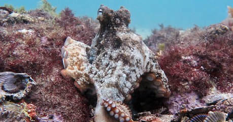 Octlantis, cette "ville" construite par des pieuvres découverte au large de l'Australie