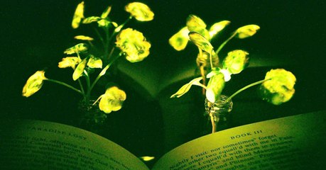 Et si des plantes capables de briller dans le noir remplaçaient un jour nos lampes ?