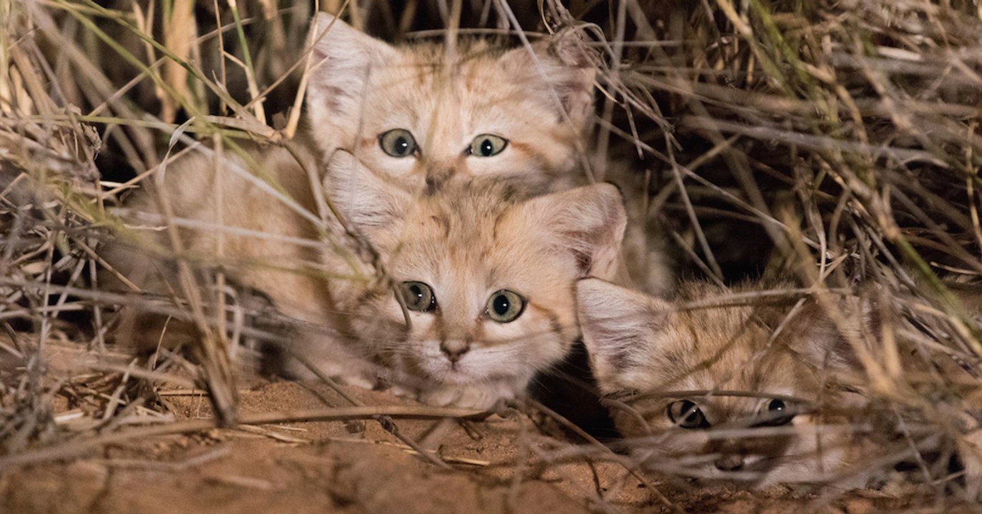 De jeunes chats du désert filmés pour la première fois dans leur milieu naturel