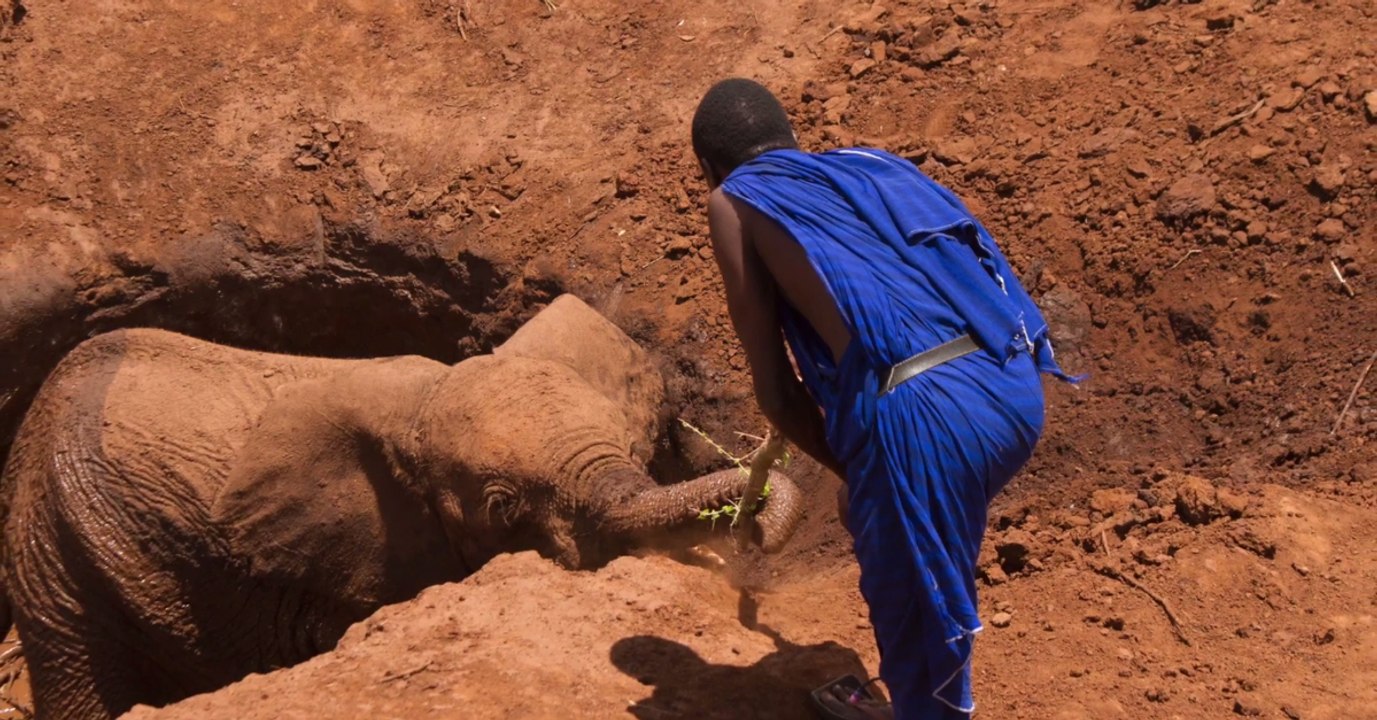 Quand une équipe vole au secours d'un éléphant tombé dans un puits en Tanzanie