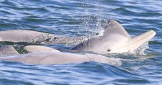 Pour séduire les femelles, certains dauphins mâles ont leurs petits secrets