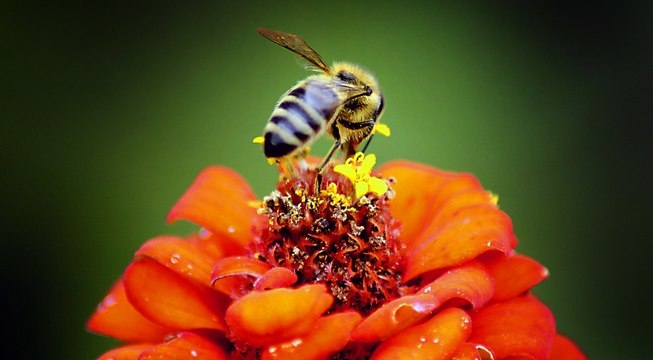 Des abeilles malades révèlent un étonnant comportement aux scientifiques