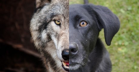Votre chien pourrait être moins intelligent qu'un loup selon une étude