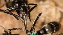 Des fourmis ont développé une technique pour soigner les blessées au combat