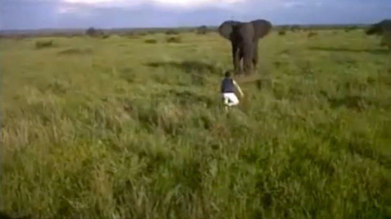 Er greift in der Savanne betrunken einen Elefanten an