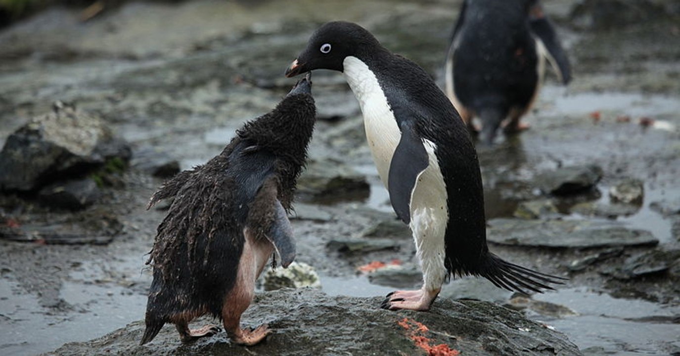 Des milliers de poussins de manchots Adélie sont morts de faim en Antarctique