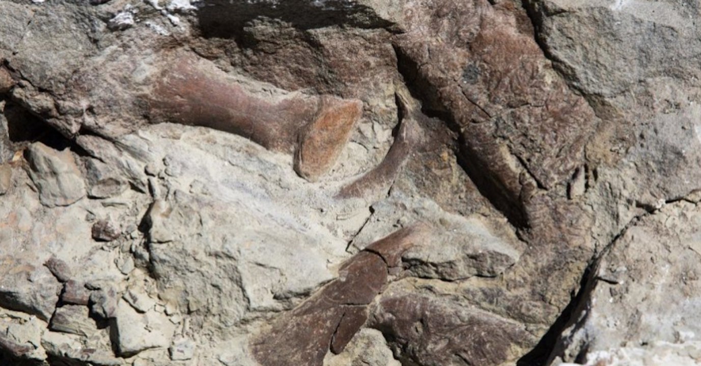 Un squelette de tyrannosaure incroyablement bien conservé découvert aux Etats-Unis