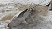 Des requins découverts morts congelés à cause du froid aux Etats-Unis