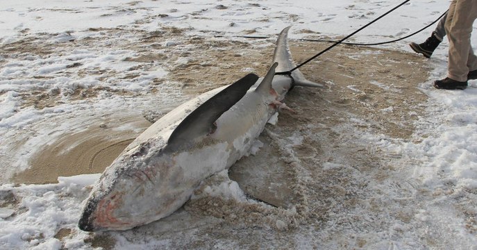 Des requins découverts morts congelés à cause du froid aux Etats-Unis