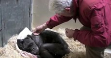 L'émouvante réaction d'une chimpanzé mourante face à l'homme qui prenait soin d'elle