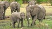 Elephants : il n'existe pas une mais deux espèces en Afrique selon une nouvelle étude