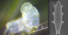 Le tardigrade Macrobiotus shonaicus vient agrandir la famille de ces étranges animaux microscopiques