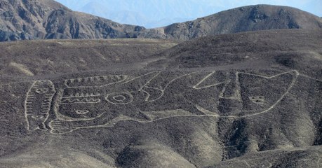 Un immense géoglyphe en forme d'orque redécouvert au Pérou