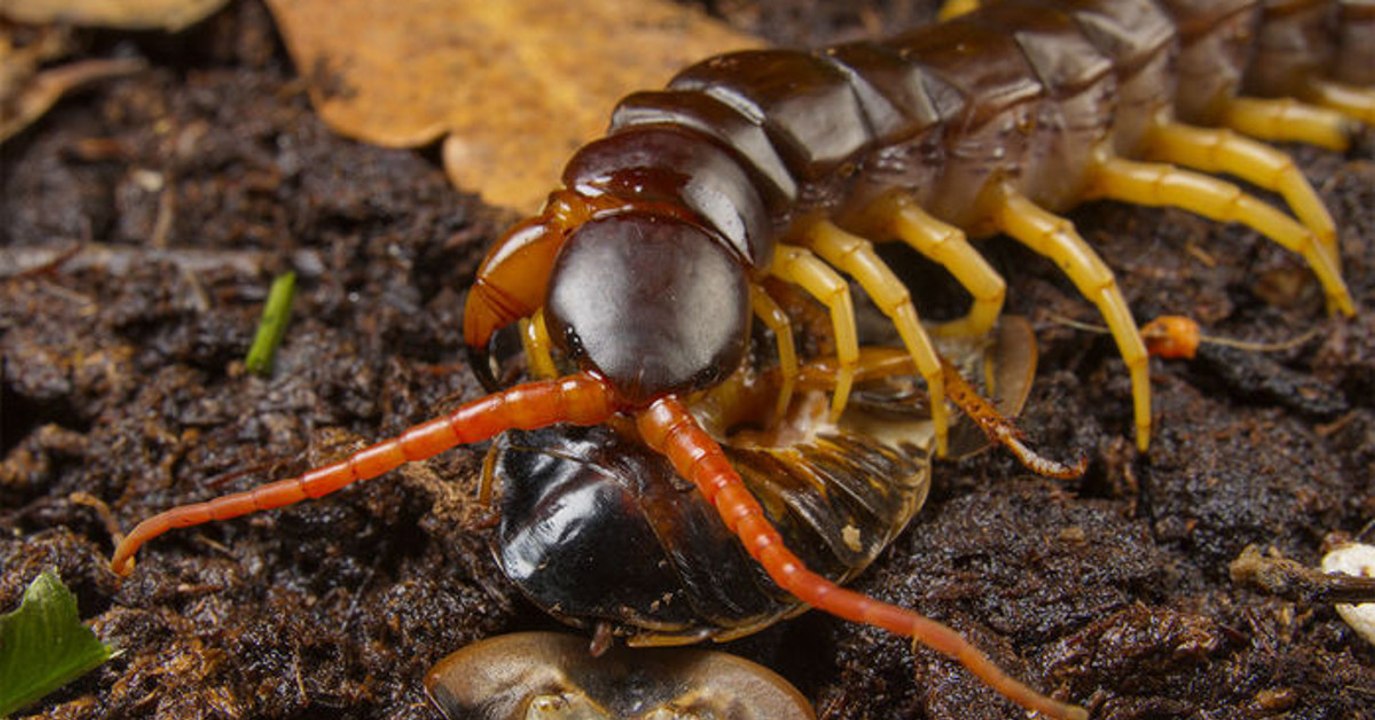 Ce mille-pattes est capable de tuer une proie quinze fois plus grosse que lui et voilà son secret