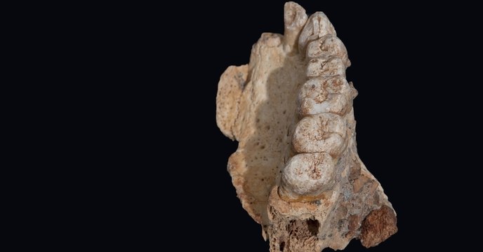 Le plus vieux fossile humain découvert hors d'Afrique bouscule les théories