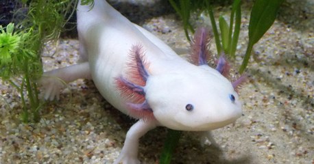 L’axolotl, cet étonnant animal capable de se régénérer, révèle ses secrets