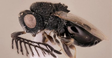Une nouvelle espèce de guêpe parasitoïde est armée d'une scie qu'elle porte sur son dos