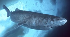 Des chercheurs ont-ils réellement découvert un requin du Groenland de 512 ans ?