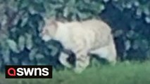 McDonald’s customers spot a 4ft cat prowling for food
