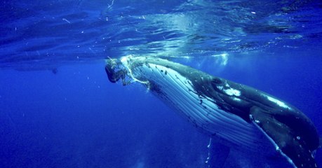 Une biologiste marine affirme avoir été protégée d’un requin-tigre par une baleine à bosse