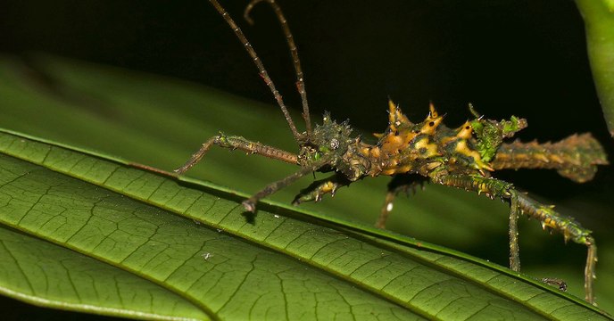 Les phasmes ont trouvé une technique fascinante pour survivre à leurs prédateurs