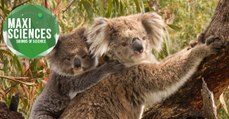 Varicelle, Rosetta et koalas, les 8 actus sciences que vous devez connaitre ce 28 juin