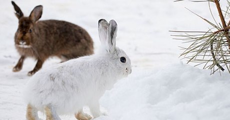 À cause du changement climatique, certains animaux ne changent plus de couleur